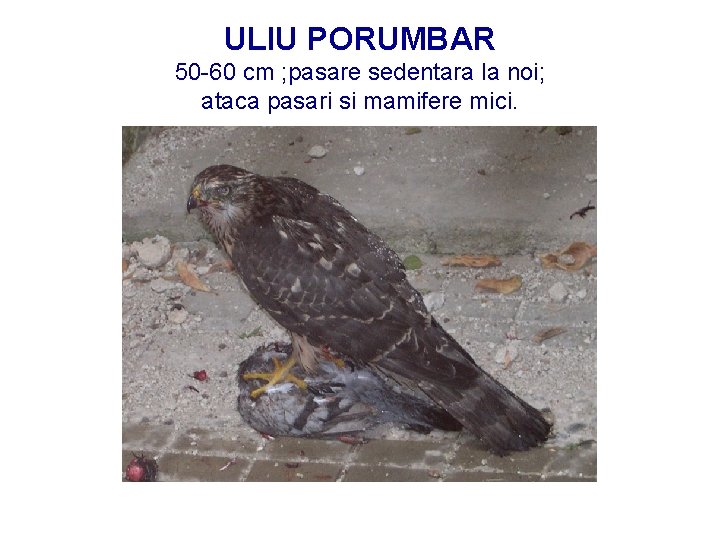 ULIU PORUMBAR 50 -60 cm ; pasare sedentara la noi; ataca pasari si mamifere
