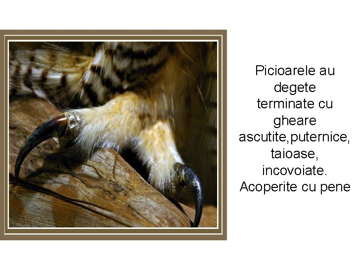 Picioarele au degete terminate cu gheare ascutite, puternice, taioase, incovoiate. Acoperite cu pene 