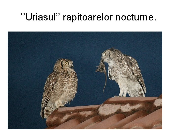 ‘’Uriasul’’ rapitoarelor nocturne. 