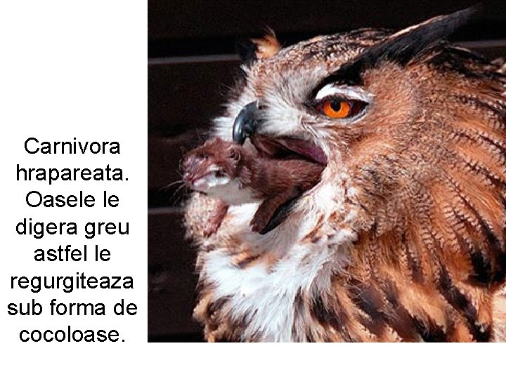 Carnivora hrapareata. Oasele le digera greu astfel le regurgiteaza sub forma de cocoloase. 