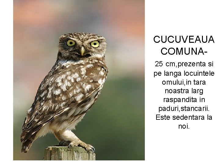 CUCUVEAUA COMUNA 25 cm, prezenta si pe langa locuintele omului, in tara noastra larg