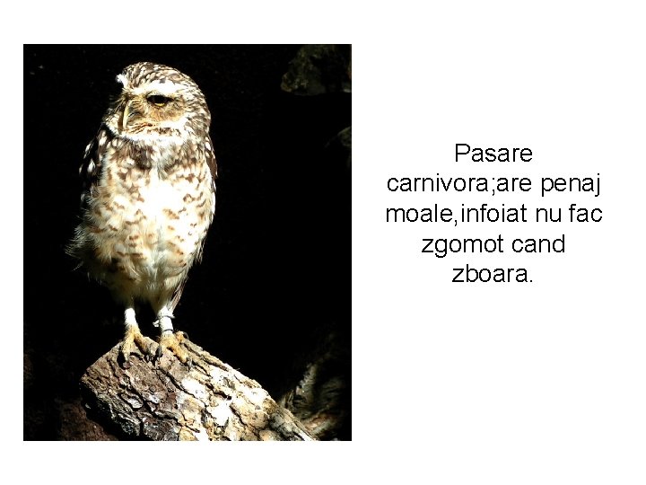 Pasare carnivora; are penaj moale, infoiat nu fac zgomot cand zboara. 
