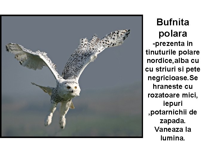 Bufnita polara -prezenta in tinuturile polare nordice, alba cu cu striuri si pete negricioase.