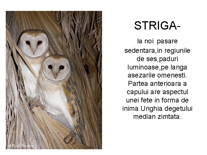 STRIGAla noi pasare sedentara, in regiunile de ses, paduri luminoase, pe langa asezarile omenesti.