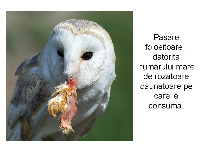 Pasare folositoare , datorita numarului mare de rozatoare daunatoare pe care le consuma. 