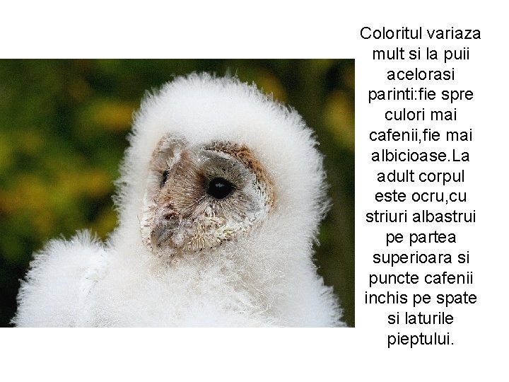 Coloritul variaza mult si la puii acelorasi parinti: fie spre culori mai cafenii, fie