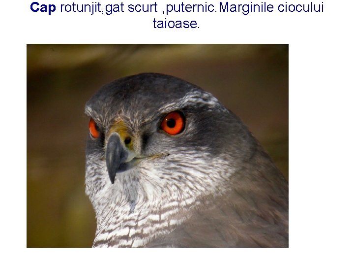 Cap rotunjit, gat scurt , puternic. Marginile ciocului taioase. 