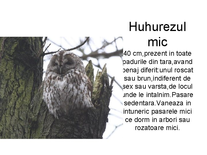 Huhurezul mic 40 cm, prezent in toate padurile din tara, avand penaj diferit: unul