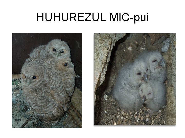 HUHUREZUL MIC-pui 