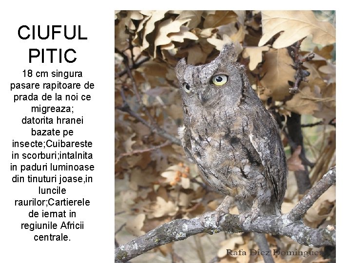 CIUFUL PITIC 18 cm singura pasare rapitoare de prada de la noi ce migreaza;