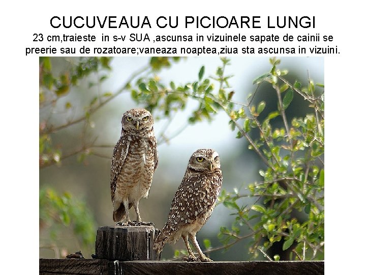 CUCUVEAUA CU PICIOARE LUNGI 23 cm, traieste in s-v SUA , ascunsa in vizuinele