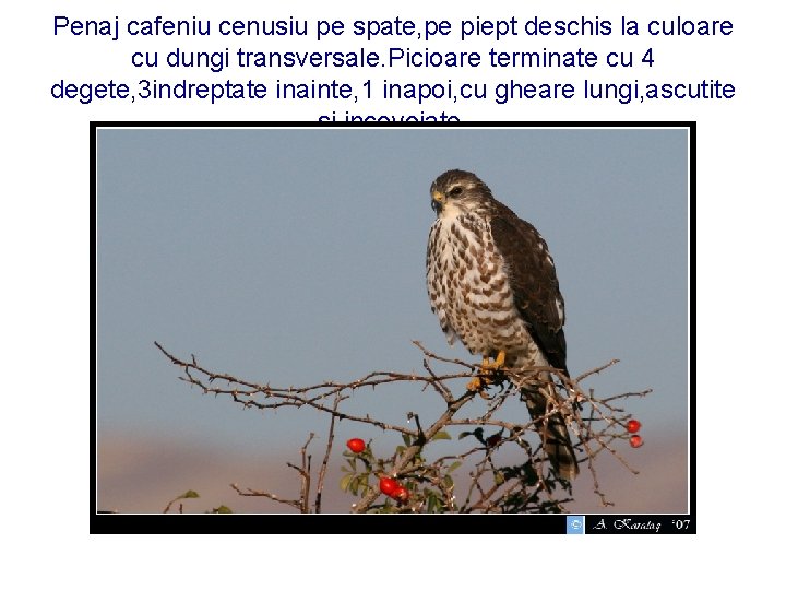 Penaj cafeniu cenusiu pe spate, pe piept deschis la culoare cu dungi transversale. Picioare