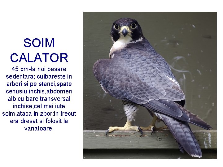 SOIM CALATOR 45 cm-la noi pasare sedentara; cuibareste in arbori si pe stanci, spate