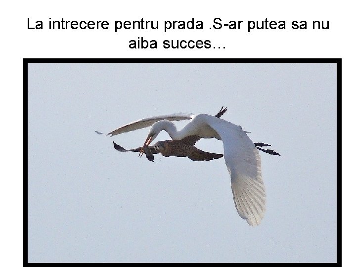 La intrecere pentru prada. S-ar putea sa nu aiba succes… 