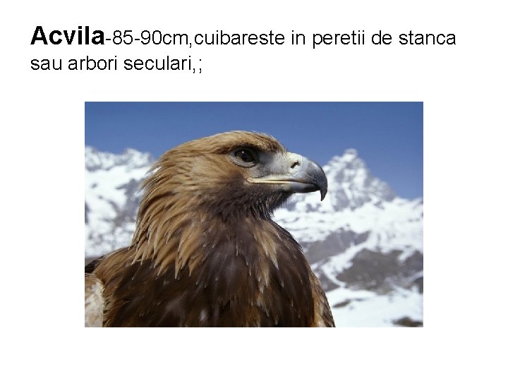 Acvila-85 -90 cm, cuibareste in peretii de stanca sau arbori seculari, ; 