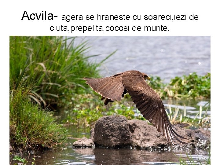 Acvila- agera, se hraneste cu soareci, iezi de ciuta, prepelita, cocosi de munte. 