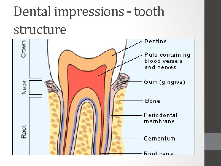 Dental impressions – tooth structure 