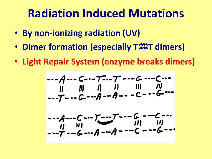 Radiation Induced Mutations • By non-ionizing radiation (UV) • Dimer formation (especially Th. T