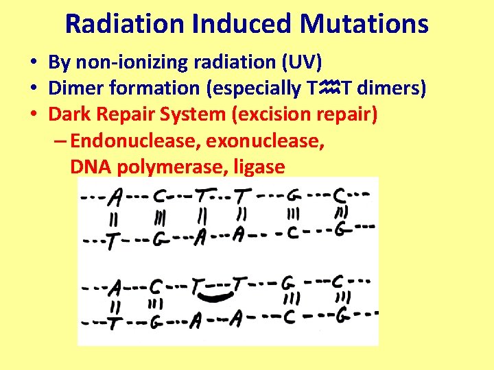 Radiation Induced Mutations • By non-ionizing radiation (UV) • Dimer formation (especially Th. T