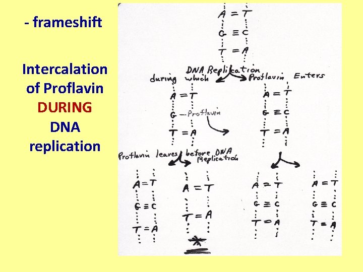 - frameshift Intercalation of Proflavin DURING DNA replication 