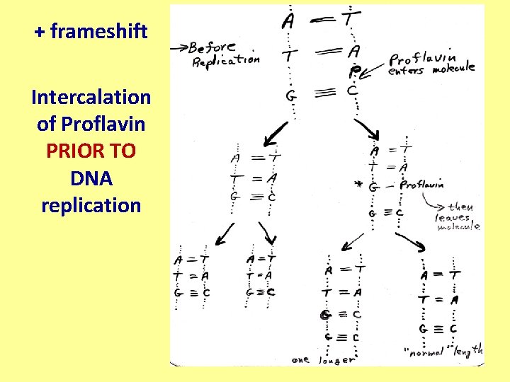 + frameshift Intercalation of Proflavin PRIOR TO DNA replication 