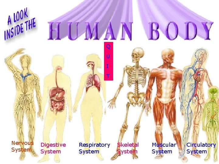 Q U I T Nervous System Digestive System Respiratory System Skeletal System Muscular System