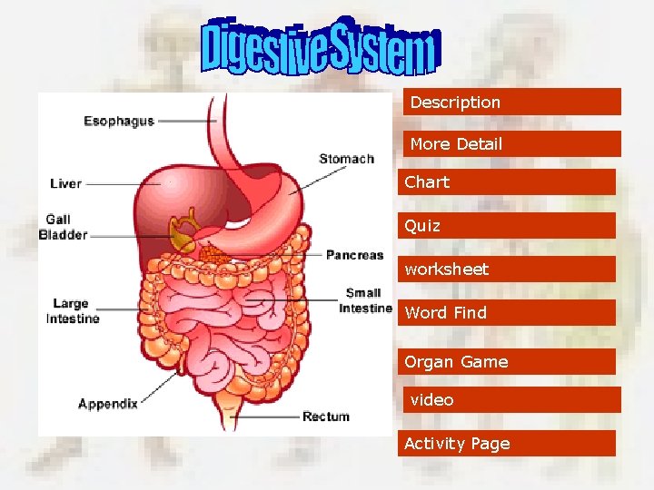 Description More Detail Chart Quiz worksheet Word Find Organ Game video Activity Page 