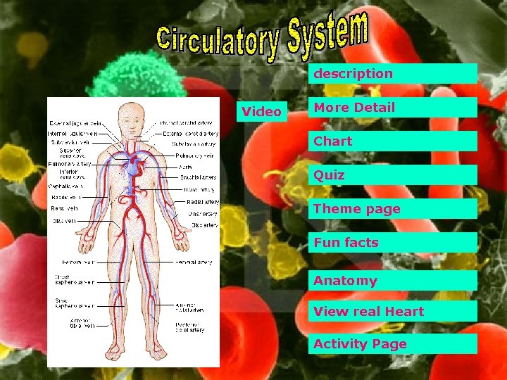 description Video More Detail Chart Quiz Theme page Fun facts Anatomy View real Heart