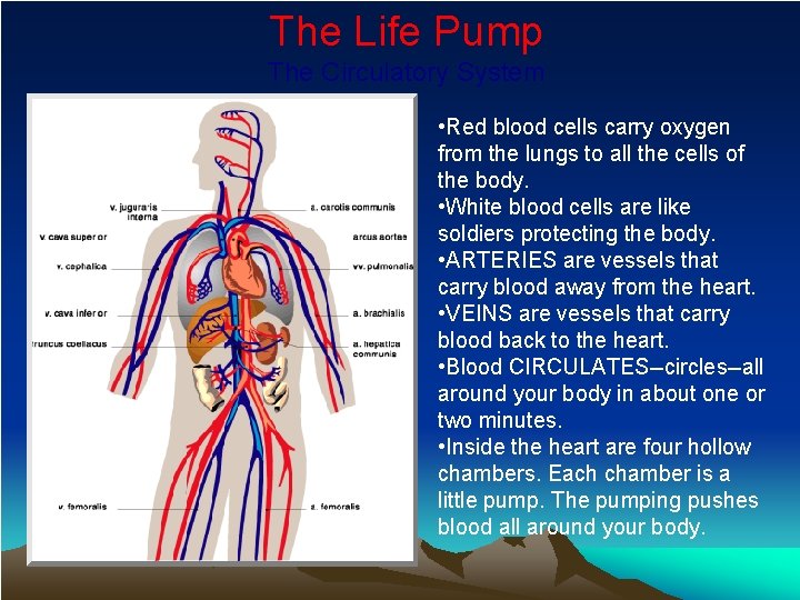 The Life Pump The Circulatory System • Red blood cells carry oxygen from the