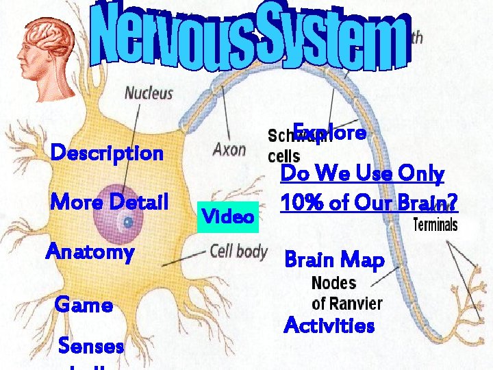 Explore Description More Detail Anatomy Game Senses Video Do We Use Only 10% of