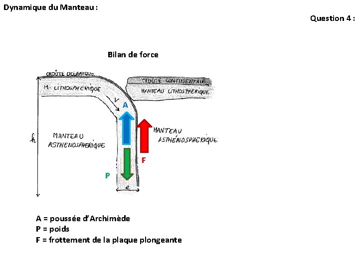 Dynamique du Manteau : Question 4 : Bilan de force A F P A Dynamique du Manteau : Question 4 : Bilan de force A F P A