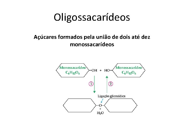 Oligossacarídeos Açúcares formados pela união de dois até dez monossacarídeos 