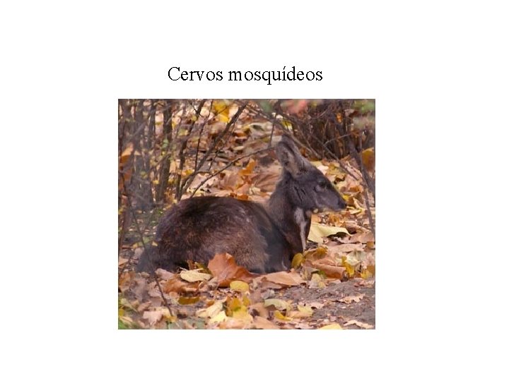 Cervos mosquídeos 