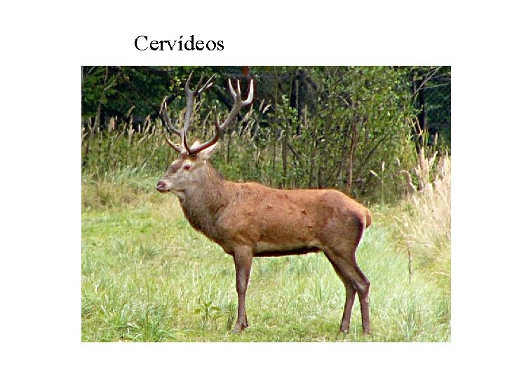 Cervídeos 