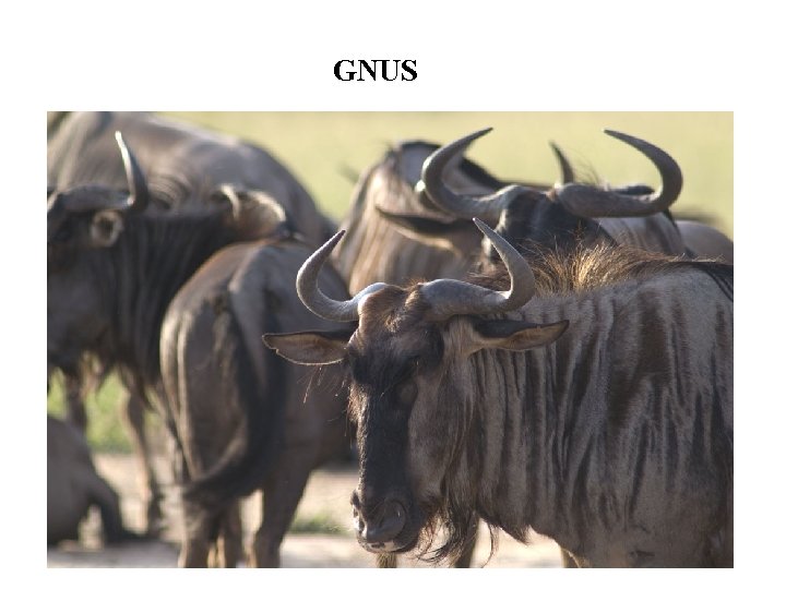 GNUS 