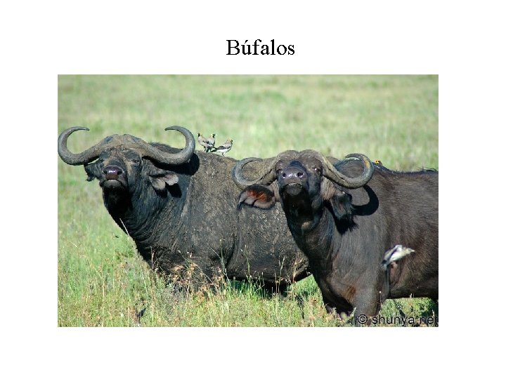 Búfalos 