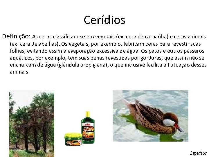 Cerídios Definição: As ceras classificam-se em vegetais (ex: cera de carnaúba) e ceras animais