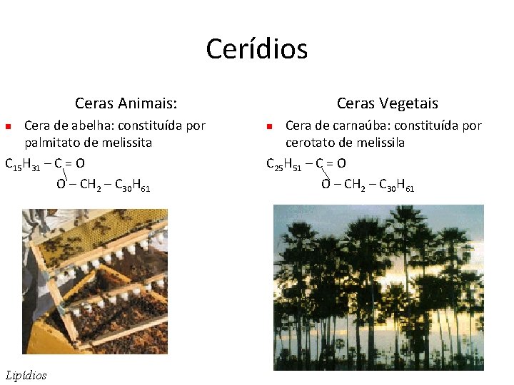 Cerídios Ceras Animais: Cera de abelha: constituída por palmitato de melissita C 15 H