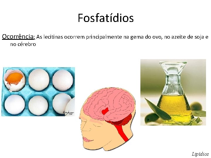 Fosfatídios Ocorrência: As lecitinas ocorrem principalmente na gema do ovo, no azeite de soja