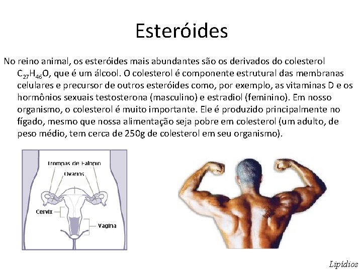 Esteróides No reino animal, os esteróides mais abundantes são os derivados do colesterol C