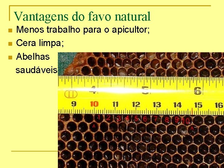 Vantagens do favo natural Menos trabalho para o apicultor; Cera limpa; Abelhas saudáveis. 