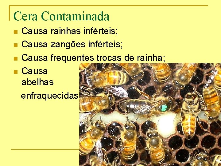 Cera Contaminada Causa rainhas inférteis; Causa zangões inférteis; Causa frequentes trocas de rainha; Causa