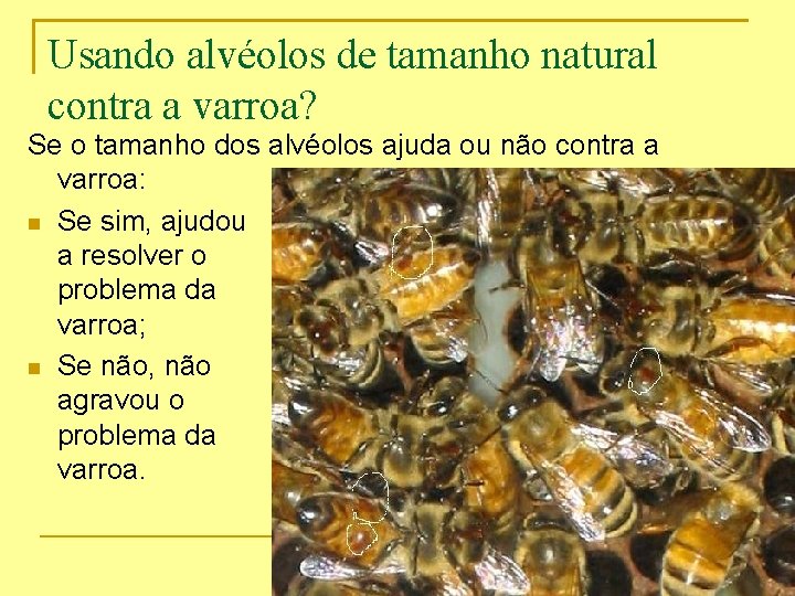 Usando alvéolos de tamanho natural contra a varroa? Se o tamanho dos alvéolos ajuda