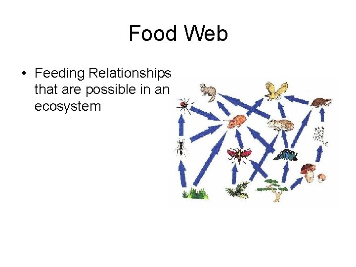 Food Web • Feeding Relationships that are possible in an ecosystem 