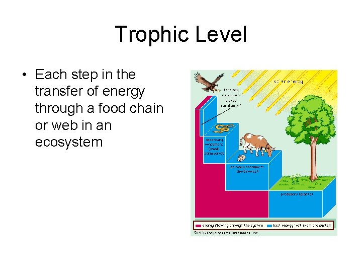 Trophic Level • Each step in the transfer of energy through a food chain