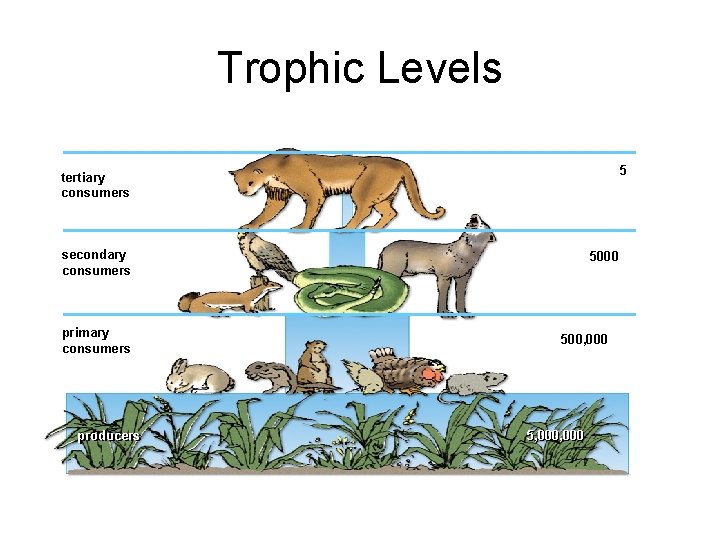 Trophic Levels 5 tertiary consumers secondary consumers primary consumers producers 5000 500, 000 5,