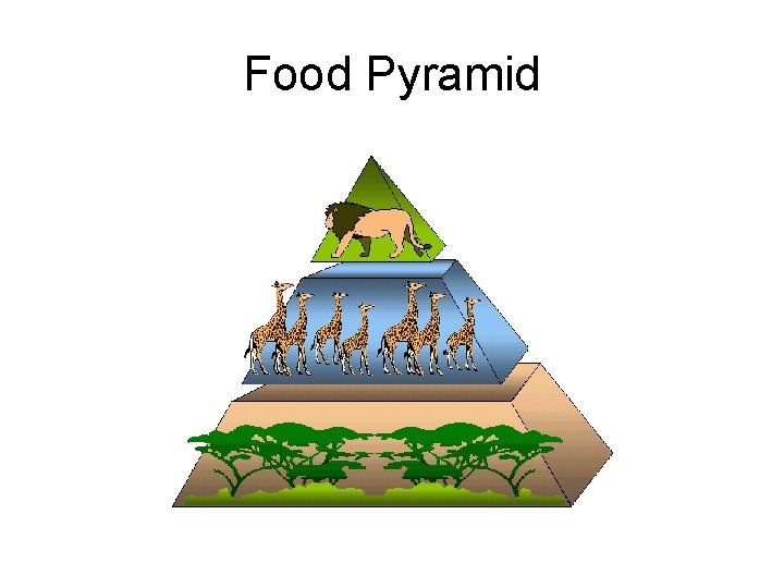 Food Pyramid 