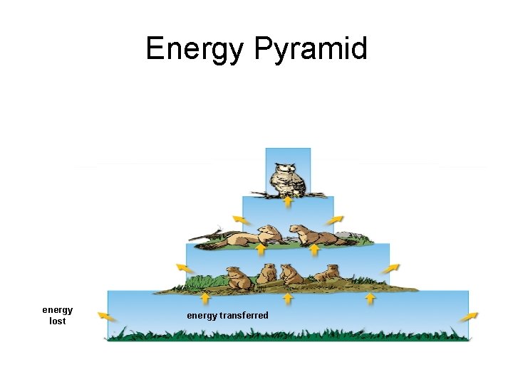 Energy Pyramid energy lost energy transferred 