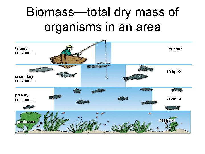 Biomass—total dry mass of organisms in an area tertiary consumers 75 g/m 2 150