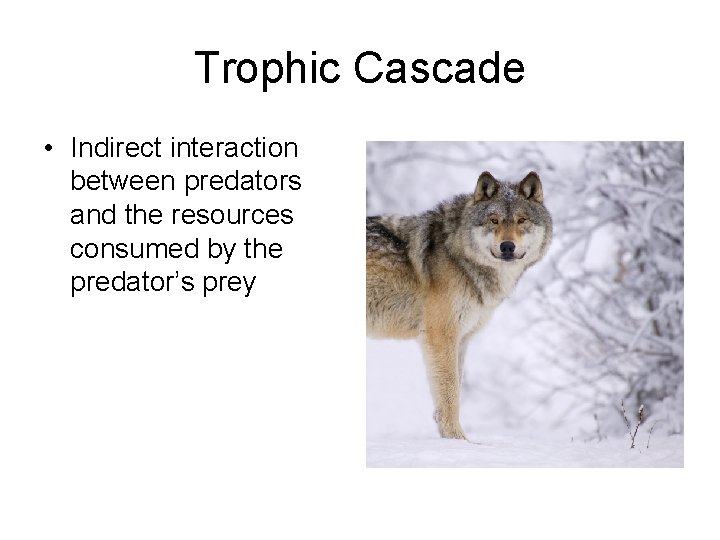 Trophic Cascade • Indirect interaction between predators and the resources consumed by the predator’s